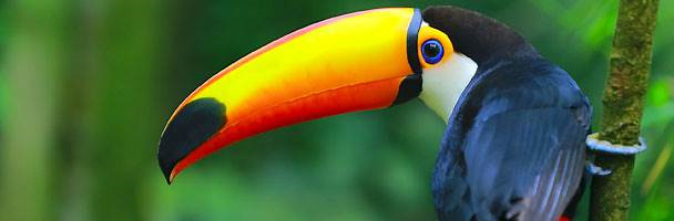 Dragon1 - Watch Principles of the Toucans Bill | Experts
